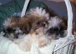 Feisty's puppies (the one in the middle is Fannie Mai)